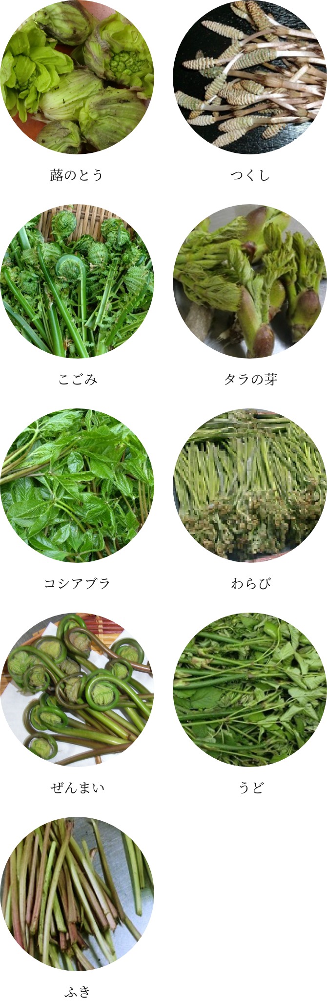 山菜の種類